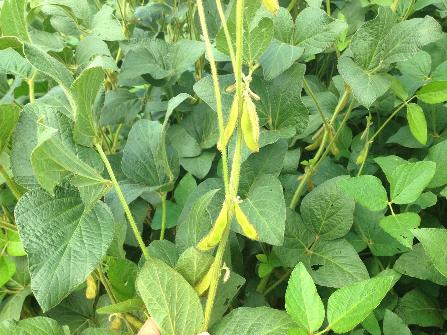 New Eagle nonGMO forage soybean varieties coming soon Deer Hunter Forum